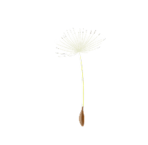 img-flower